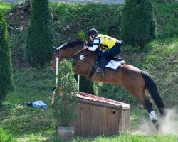 dressage horse Armani Code (Württemberger, 2007, from Alassio's Boy)