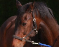 broodmare Calice 5 (Holsteiner, 2002, from Carano)