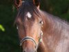 broodmare Elice (Holsteiner, 2016, from Ephebe For Ever)