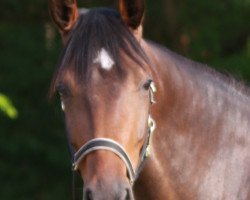 broodmare Elice (Holsteiner, 2016, from Ephebe For Ever)