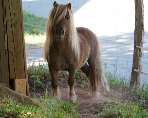 Deckhengst Mikosch von Abt (Dt.Part-bred Shetland Pony, 2013, von Mississippi)