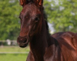 dressage horse Dream Dancer (Hanoverian, 2020, from Glock's Dream Boy)