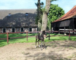 dressage horse One of a kind SG (Oldenburg, 2019, from Daily Diamond)