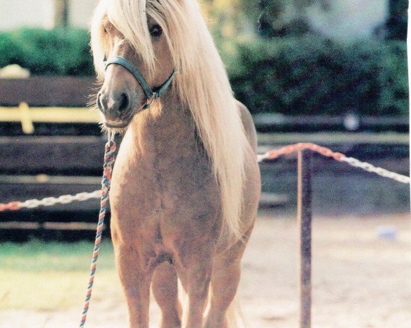 stallion Hjalti vom Wiesenhof (Iceland Horse, 1985, from Hrafn frá Kröggólfsstöðum)