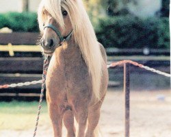 Deckhengst Hjalti vom Wiesenhof (Islandpferd, 1985, von Hrafn frá Kröggólfsstöðum)