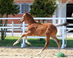 Springpferd Blue Star (Hannoveraner, 2020, von Big Star)