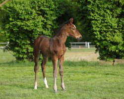 jumper Classico (Hanoverian, 2020, from Chacfly PS)