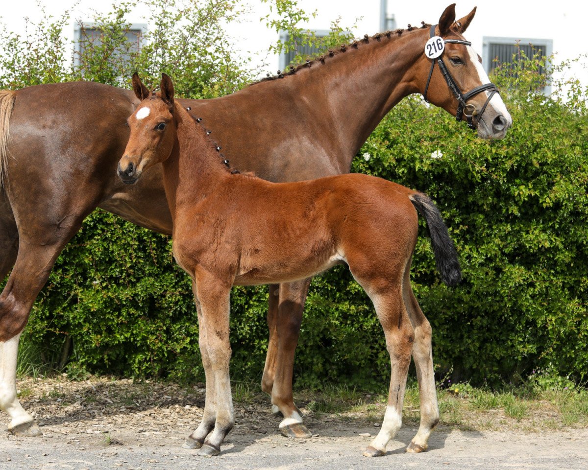 jumper Maceo PJ (Hanoverian, 2020, from MUMBAI)