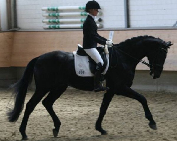 dressage horse Leo B 2 (Westphalian, 2011, from L'espoir)