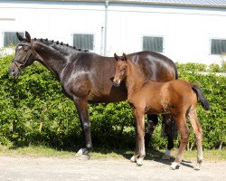 stallion Excalibur (Hanoverian, 2020, from Eldorado vd Zeshoek Tn)