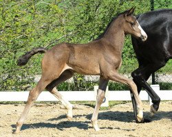 dressage horse Emperador (Hanoverian, 2020, from Emilio)