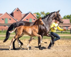 dressage horse So One (Hanoverian, 2020, from So Unique)