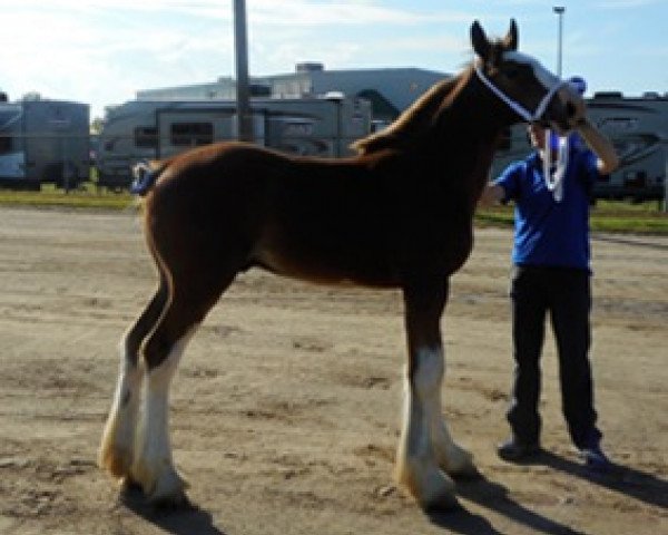 Pferd Oak Park Paxton (Clydesdale, 2018, von Brunt-Hill Quade)