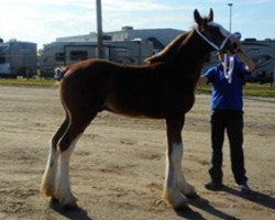 horse Oak Park Paxton (Clydesdale, 2018, from Brunt-Hill Quade)