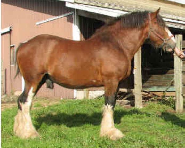 Deckhengst Oak Park Maverick (Clydesdale, 2001, von Brucedale W.J. Billy)