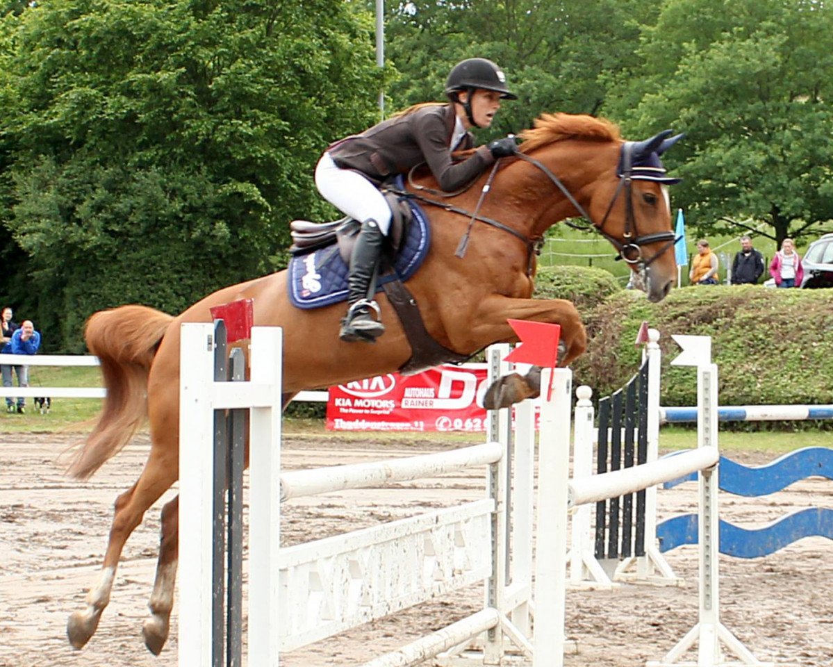 broodmare Canetta 2 (Hanoverian, 2010, from Cassini II)
