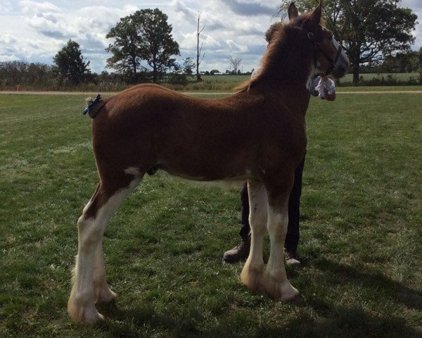 Pferd Oak Park Jesse (Clydesdale, 2019, von Karvelton Mac's Classic)