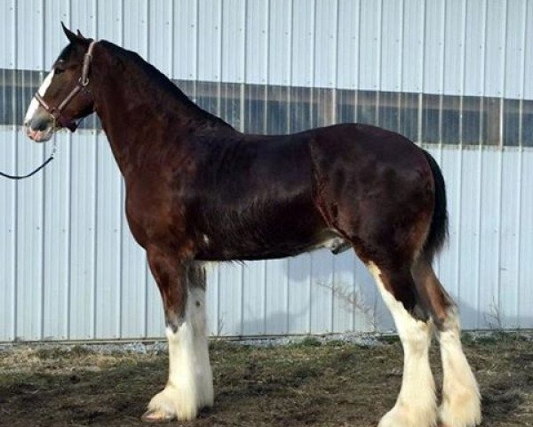 horse Oak Park Jake (Clydesdale, 2013, from Karvelton Mac's Classic)