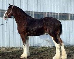 Pferd Oak Park Jake (Clydesdale, 2013, von Karvelton Mac's Classic)