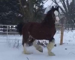 broodmare Oak Park Ellen (Clydesdale, 2004, from Brucedale W.J. Billy)