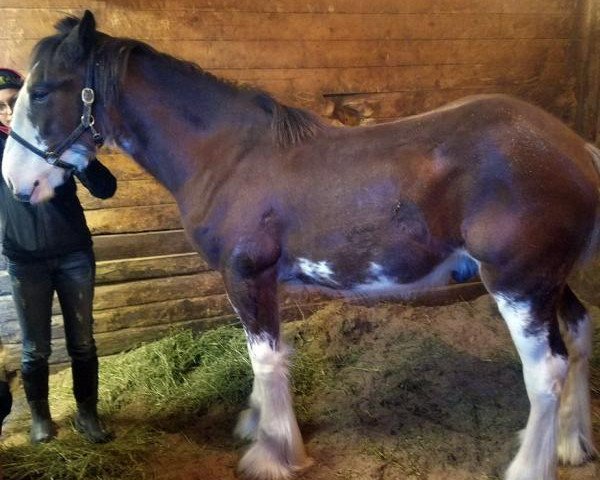 Pferd Oak Haven's Ernest Spirit (Clydesdale, 2017, von Hatfield Winchester)