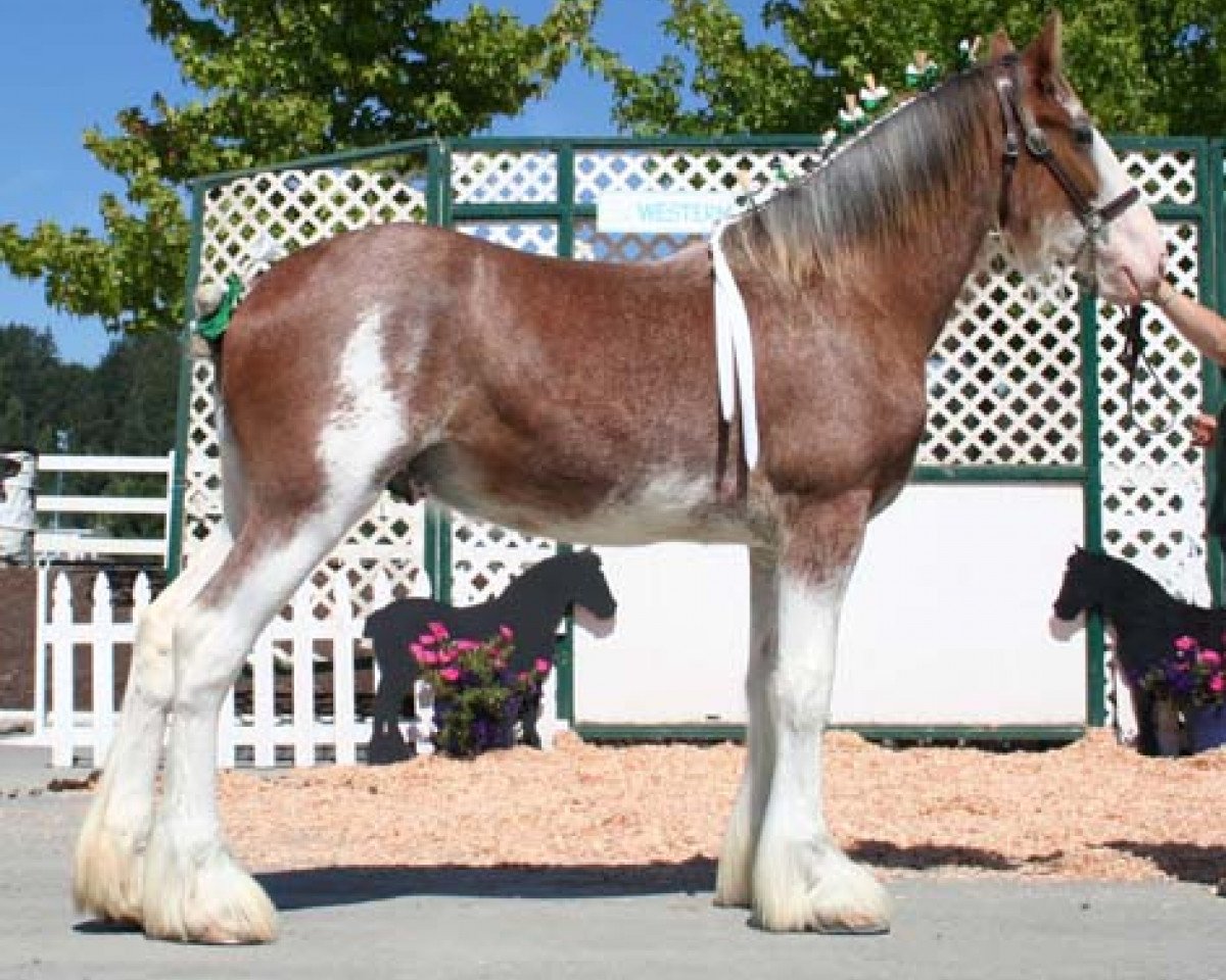 Pferd Northwest Sir Williams Indiana (Clydesdale, 2005, von Hatfield Sir William)