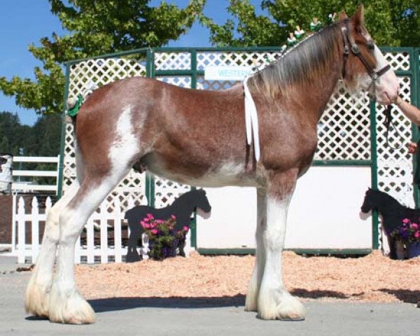 horse Northwest Sir Williams Indiana (Clydesdale, 2005, from Hatfield Sir William)