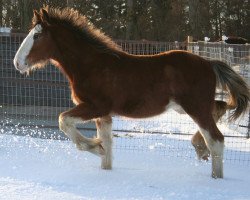 Pferd Northwest Leo's Quest (Clydesdale, 2013, von Jonesway Leonidas)