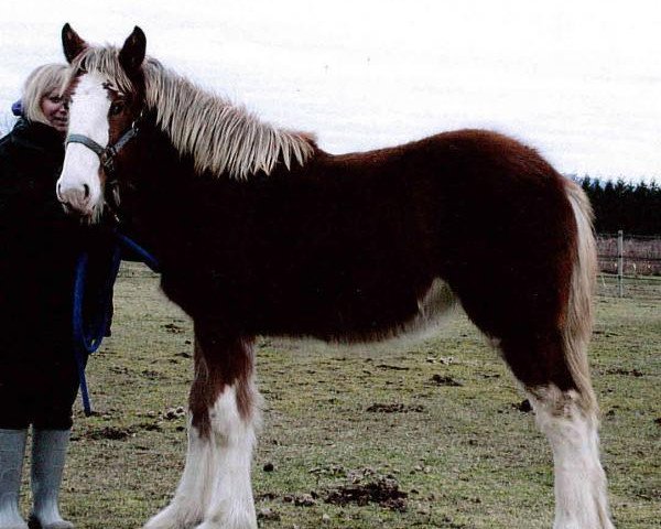 horse Northwest Leo's Qiana (Clydesdale, 2013, from Jonesway Leonidas)