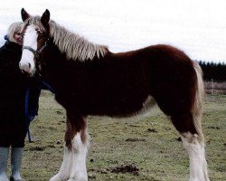 Pferd Northwest Leo's Qiana (Clydesdale, 2013, von Jonesway Leonidas)