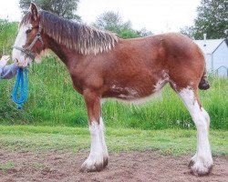 Pferd Northwest Kaiser's Paige (Clydesdale, 2012, von Northwest Commanders Kaiser)