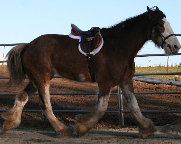 horse Northwest Hayden's Maggie Mae (Clydesdale, 2009, from Willow Way Elston)