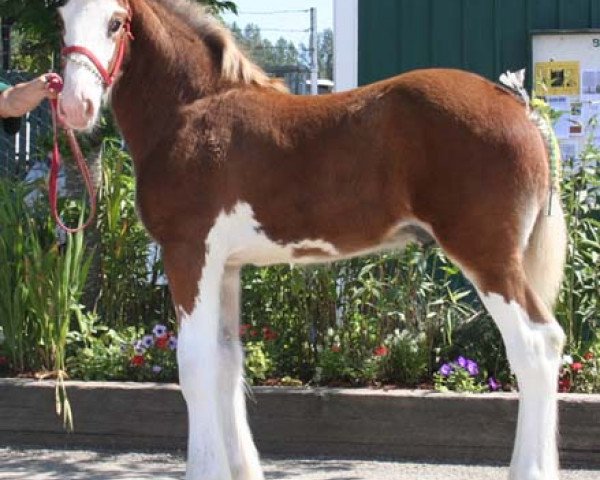 horse Nortwest Haydens Legacy (Clydesdale, 2008, from Willow Way Elston)