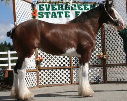 horse Northwest Grants Jilliana (Clydesdale, 2006, from Northwest Collessie's Grant)