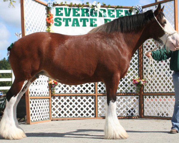 broodmare Northwest Arrow's Independence Eve (Clydesdale, 2001, from Northwest Glenords U.R. Arrow)