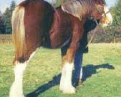 horse Northwest Crackerjacks Duncan (Clydesdale, 2000, from Collessie Crackerjack)