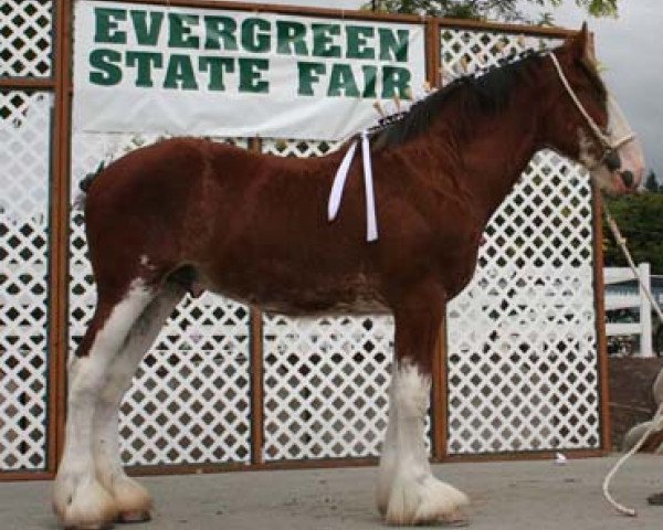 horse Northwest Commanders Lincoln (Clydesdale, 2008, from Armbro Commander)