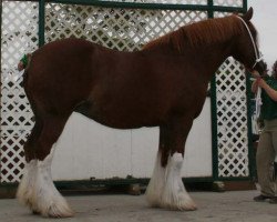 broodmare Northwest Ians Yenta (Clydesdale, 1995, from Mythology's Bellerophon Ian)