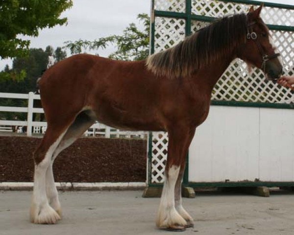 Pferd Northwest Commander's Julie (Clydesdale, 2006, von Armbro Commander)