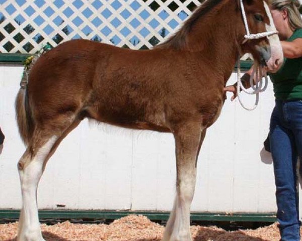 Pferd Northwest Commander's Jeffery (Clydesdale, 2006, von Armbro Commander)