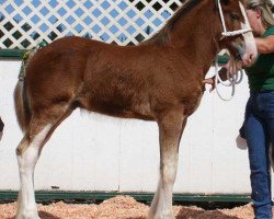 horse Northwest Commander's Jeffery (Clydesdale, 2006, from Armbro Commander)