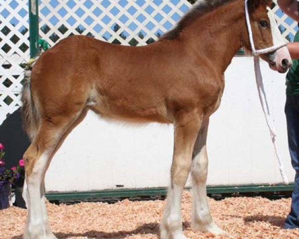 Pferd Northwest Commander's Jasmine (Clydesdale, 2006, von Armbro Commander)