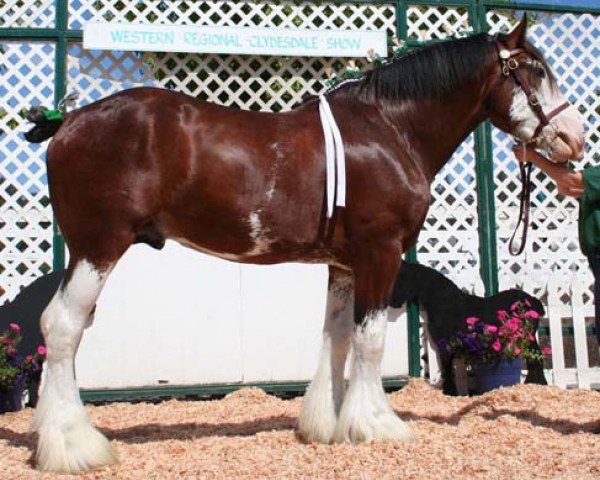 stallion Northwest Collessie's Grant (Clydesdale, 2003, from Highfield Collessie)