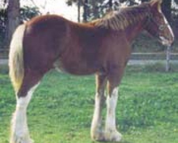 horse Northwest Collessie's Gavin (Clydesdale, 2003, from Highfield Collessie)