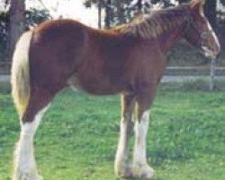 Pferd Northwest Collessie's Gavin (Clydesdale, 2003, von Highfield Collessie)