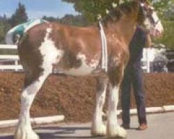 Pferd Northwest Collessie's Footprint (Clydesdale, 2002, von Highfield Collessie)