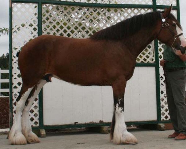 Zuchtstute Northwest Collessie's Glenda (Clydesdale, 2003, von Highfield Collessie)