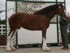 Zuchtstute Northwest Collessie's Glenda (Clydesdale, 2003, von Highfield Collessie)