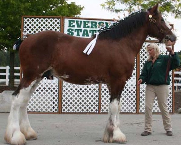 Pferd Northwest Commanders Kaiser (Clydesdale, 2007, von Armbro Commander)