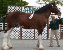 Pferd Northwest Commanders Kaiser (Clydesdale, 2007, von Armbro Commander)